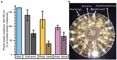 The mesoglea buffers the physico-chemical microenvironment of photosymbionts in the upside-down jellyfish Cassiopea sp.